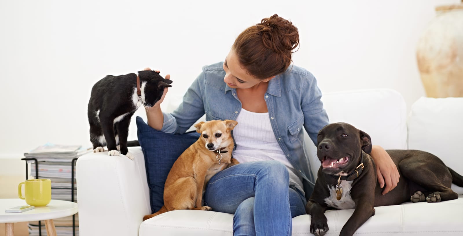 Pet Insurance